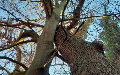 Being Nature, verdiep jouw eigen unieke verbinding met de natuur