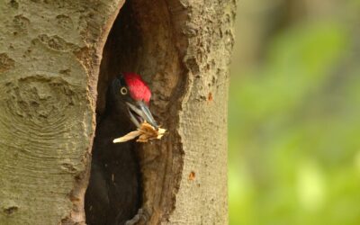 Spechten van het Drents-Friese Wold