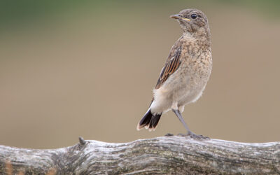 VOGELS VAN HET DRENTS-FRIESE WOLD