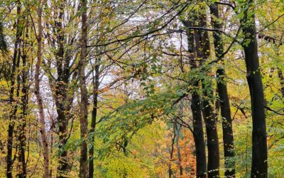 Vijftig tinten groen, een spannend Pinetum en een gratis vogelconcert