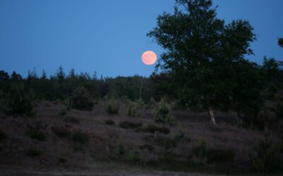 Vollemaanwandeling in het Drents-Friese Wold