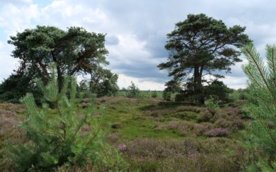 Zomerwandeling Drents-Friese Wold