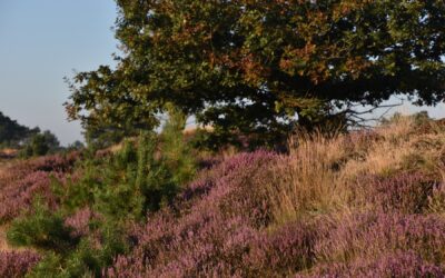 Zomerwandeling Drents-Friese Wold