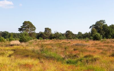 ZOMERAVONDWANDELING HOEKENBRINK