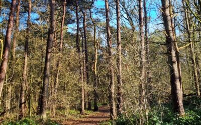 Bos en heide in het Hart van Drenthe