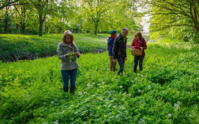 Duik een jaar lang in de wereld van eetbare wilde planten