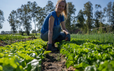 Eerste sociale groententas uitgereikt aan inwoners van het Haerenkwartier in Oosterwolde