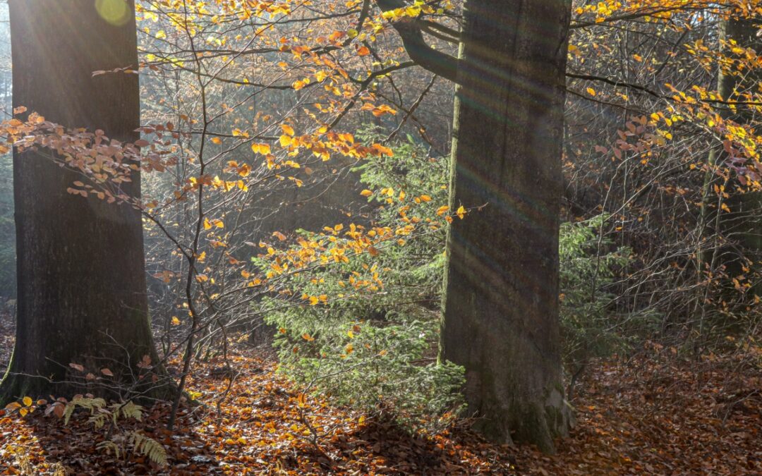 Herfstwandeling Bosberg