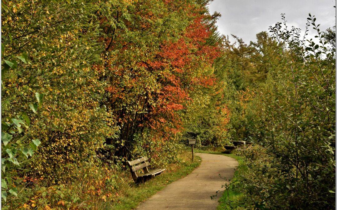 Vier de herfst in het Drents-Friese Wold