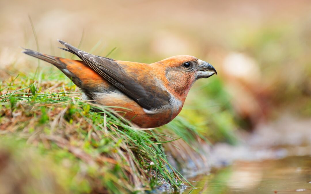 Najaarstrek in het Drents-Friese Wold