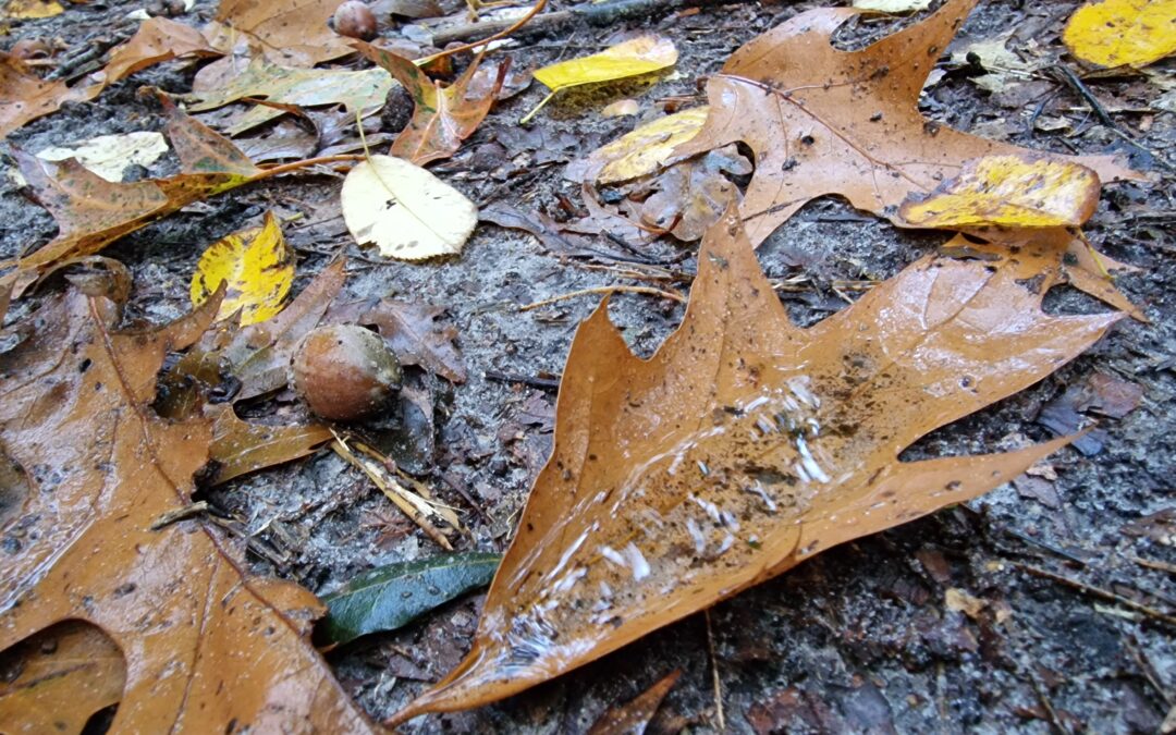 Fotografeer en meer: Herfstkleuren op Kampsheide